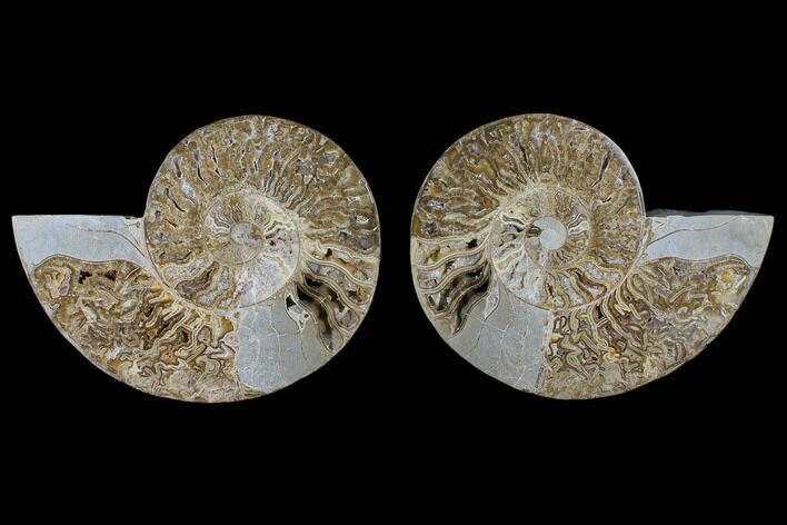 Daisy Flower Ammonite (Choffaticeras) - Madagascar #125495